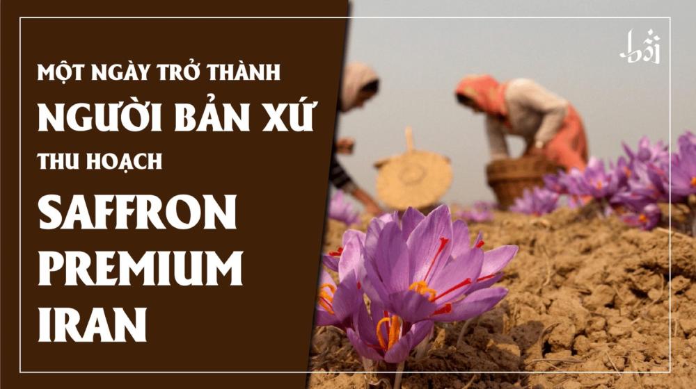Một ngày trở thành người bản xứ thu hoạch Saffron Premium Iran