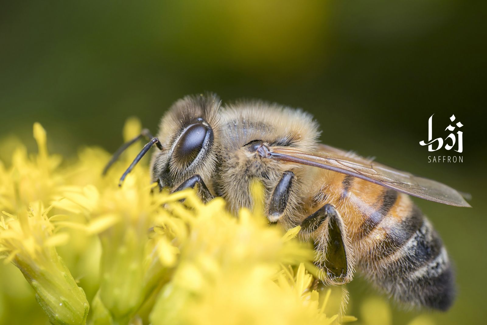 Hành trình của loài ong Hút mật cây Sidr