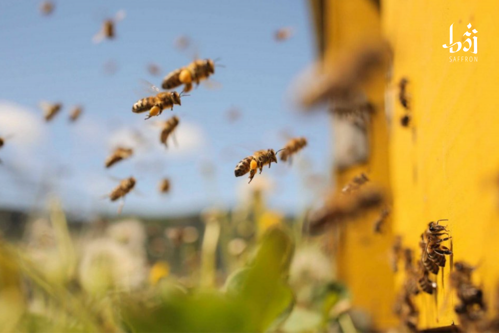 ? Thế giới đã vinh danh loài ong như thế nào?